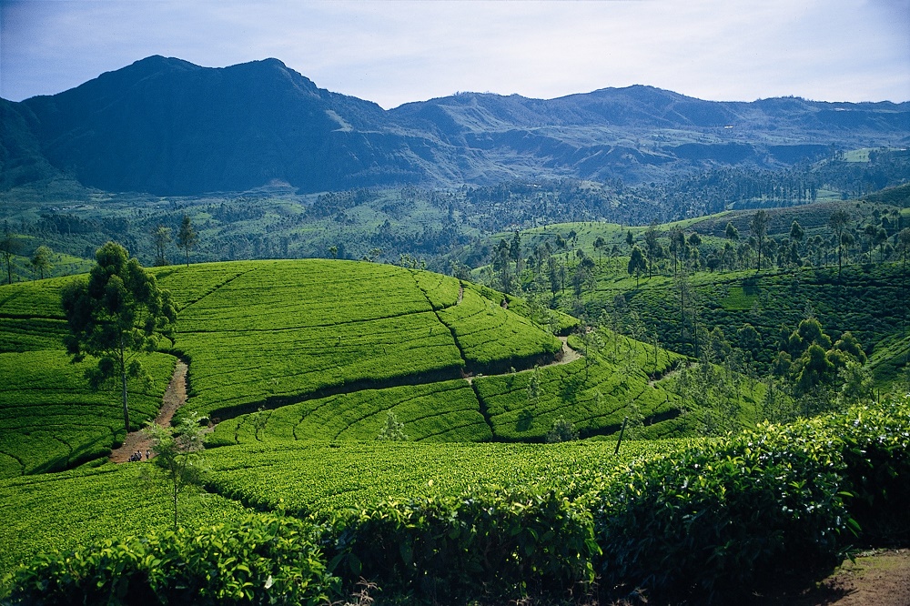 Sri Lanka Is One Of Six Best Destinations In The World For