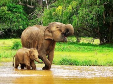 Sri Lanka goes virtual to promote wildlife tourism