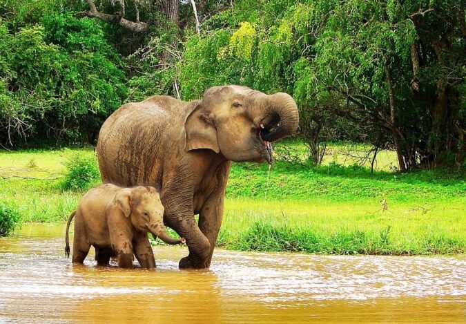 Sri Lanka goes virtual to promote wildlife tourism