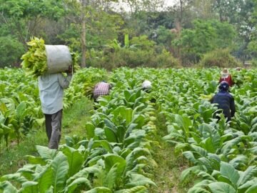 Over 100 towns in Sri Lanka boycott cigarette sales in support of anti-tobacco campaign