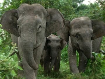 Sri Lanka records highest annual elephant deaths