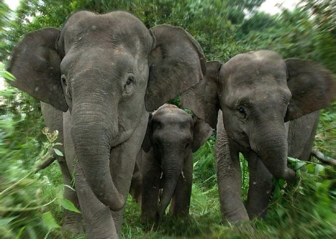 Sri Lanka records highest annual elephant deaths