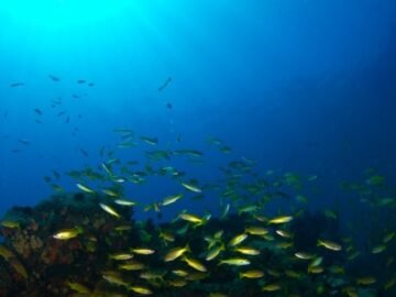 Security crackdown may help in fight against blast fishing