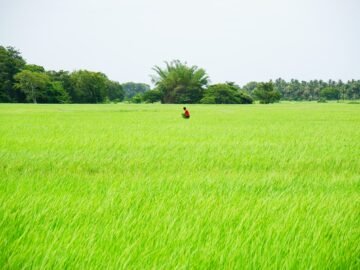 First blockchain-based insurance platform launched for farmers in Sri Lanka