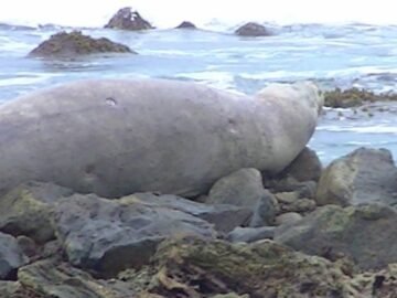 Elephant seal native to Antarctica spotted for first time in tropical Sri Lanka