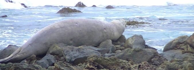 Elephant seal native to Antarctica spotted for first time in tropical Sri Lanka