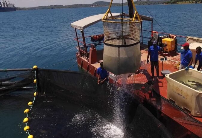 Sri Lankan barramundi going global as demand booms