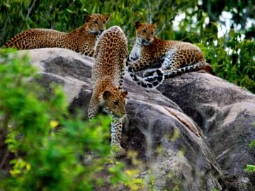 Ecuador, Seychelles, Sri Lanka: The new deals that take from national debt to give to conservation