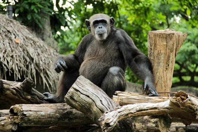 Sri Lanka’s zoo animals are having a pandemic baby boom