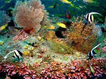 Next stop, the sea: Sri Lanka’s old buses are a new home for marine life