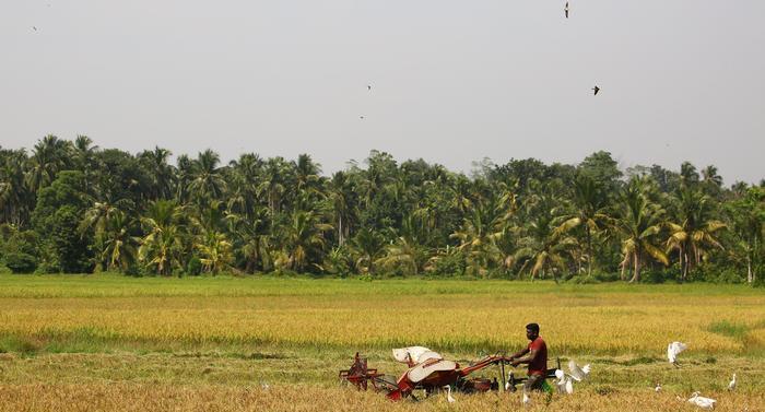 food crisis in sri lanka essay