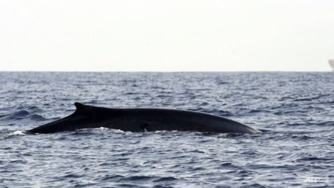 Shipping giant changes course to save Sri Lanka whales