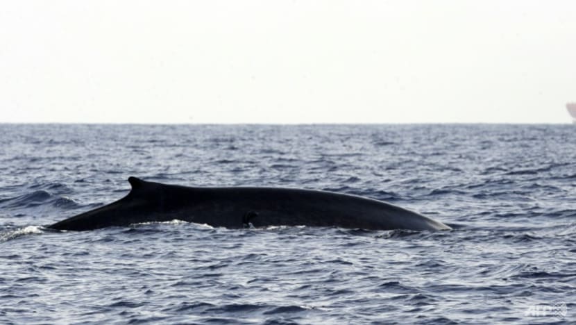 Shipping Giant's Eco-Friendly Move Rescues Sri Lanka Whales