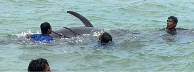 Recent seismic activity in Indian Ocean likely led pilot whales to beach on Sri Lanka shores